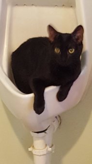 black cat in a urinal - a throne for a day